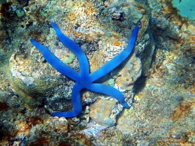 Radama, stella marina