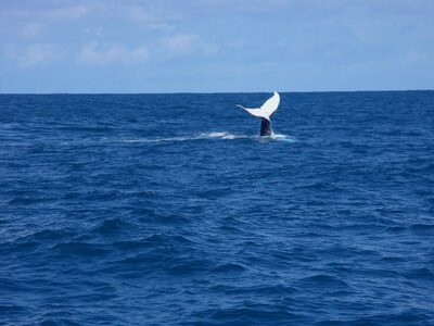 balena
