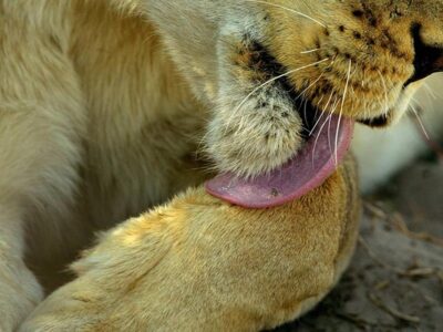 Leone