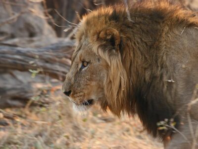 leone Botswana