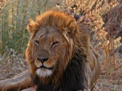 leone Botswana