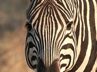 zebra botswana