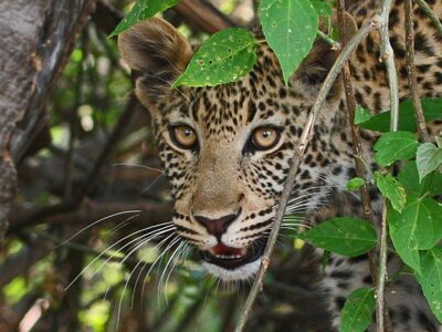 leopardo Botswana