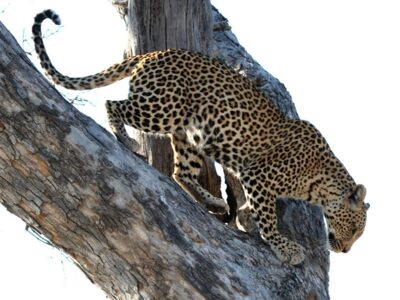 leopardo Okawango