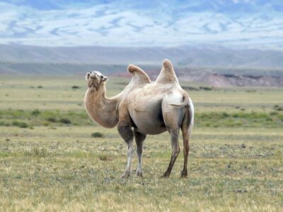 mongolia cammello