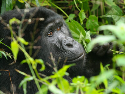 gorilla