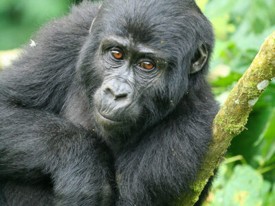 gorilla