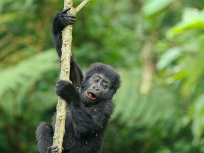 gorilla