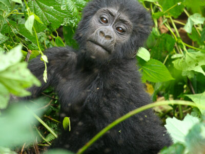 gorilla
