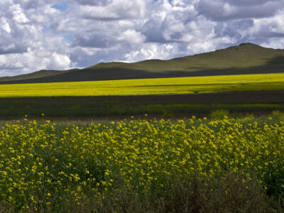 mongolia
