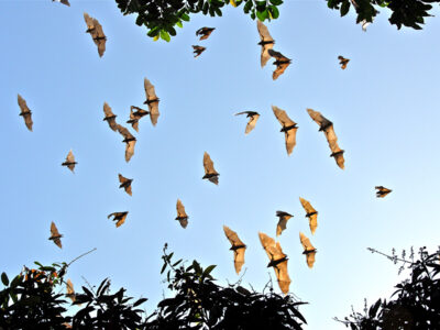 Volo di pipistrelli