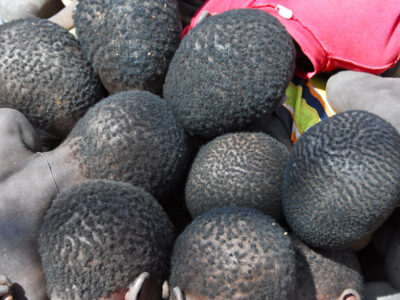 Guinea Bissau