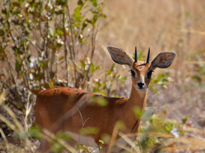 antilope botswana