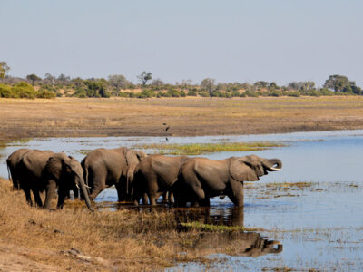 elefanti botswana