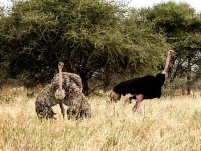 animali