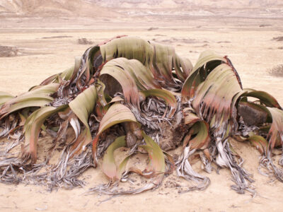 viaggio in Namibia