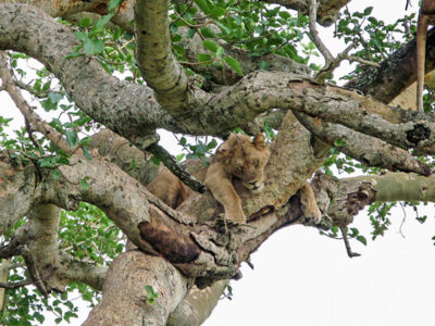 viaggio in Uganda