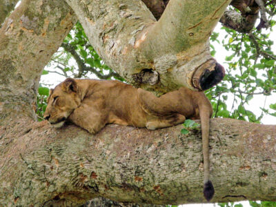 viaggio in Uganda