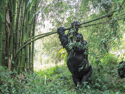 viaggio in Uganda