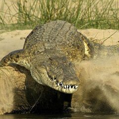 coccodrillo botswana