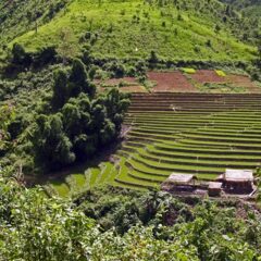 terrazzamenti in vietnam