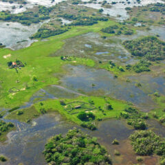 Il pantanal brasiliano