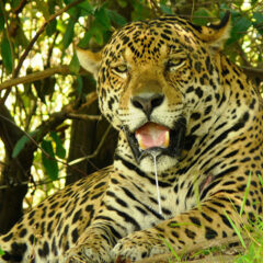 Giaguaro nel Pantanal