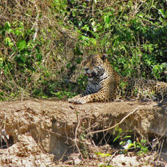 Giaguaro nel Pantanal
