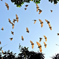 Volo di pipistrelli