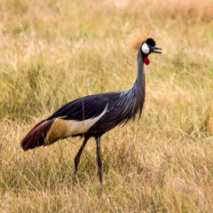 viaggio in Uganda